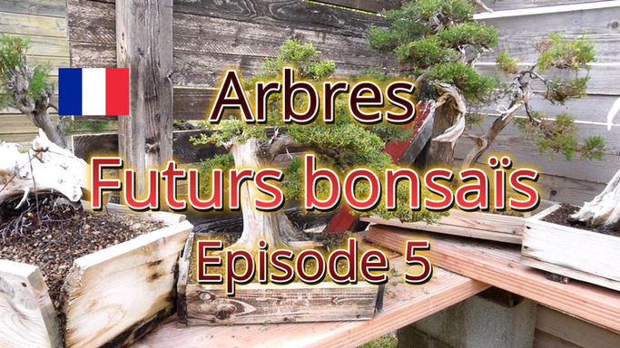 Book - Arbres - Futurs bonsaïs Ep.5